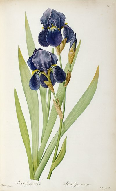 Iris Germanica, z `Les Liliacees